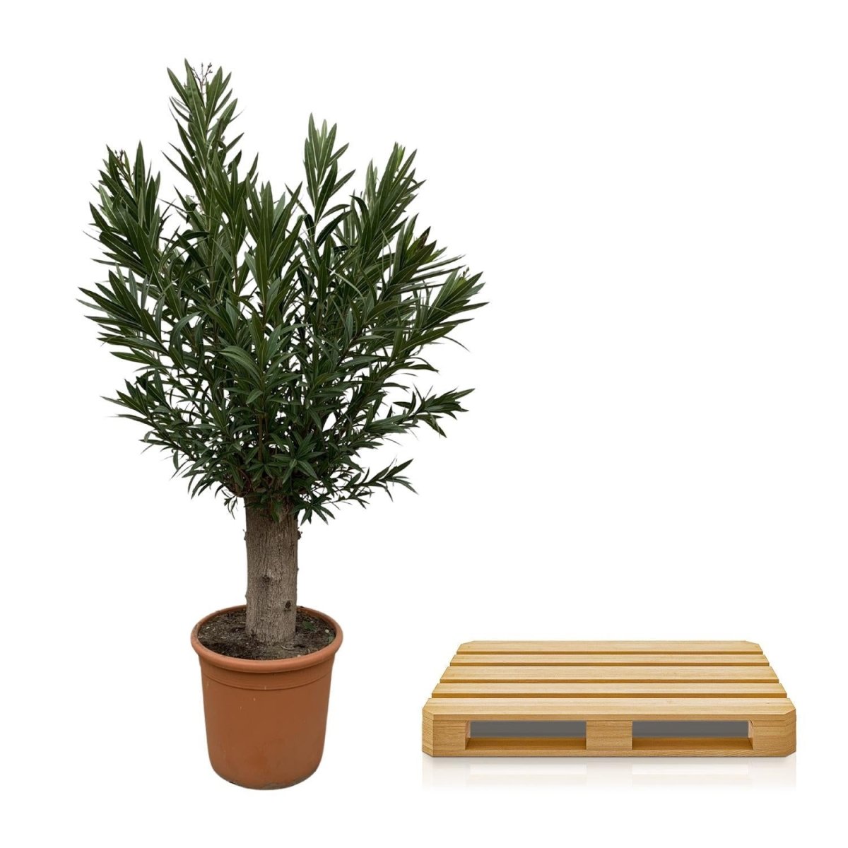 Nerium Oleander Bonsai 5 - LushLeaf | Online planten bestellen