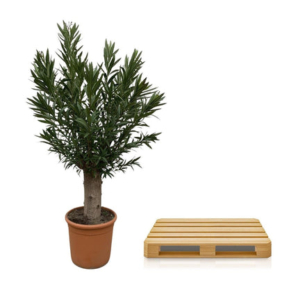 Nerium Oleander Bonsai 5 - LushLeaf | Online planten bestellen