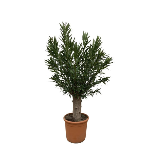 Nerium Oleander Bonsai 1 - LushLeaf | Online planten bestellen