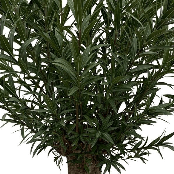 Nerium Oleander Bonsai 2 - LushLeaf | Online planten bestellen