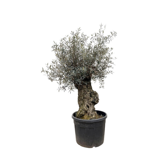 Olea Europaea Bonsai 1 - LushLeaf | Online planten bestellen