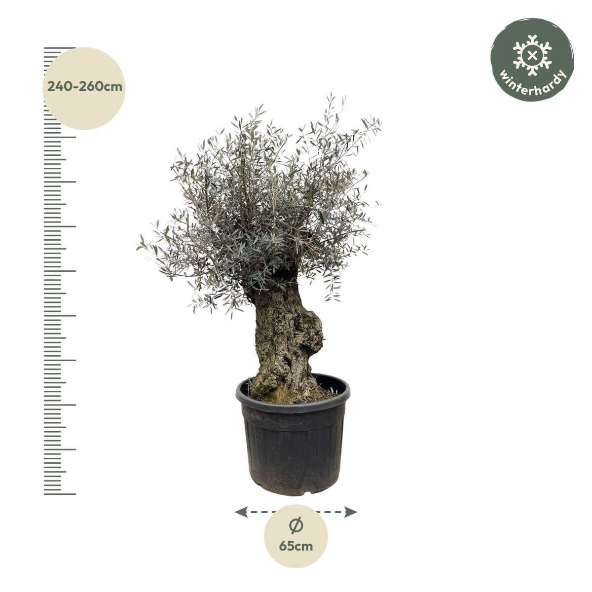 Olea Europaea Bonsai 4 - LushLeaf | Online planten bestellen