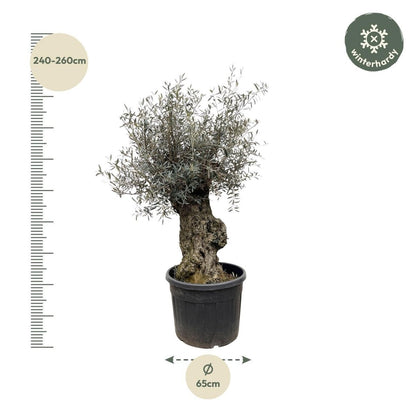 Olea Europaea Bonsai 4 - LushLeaf | Online planten bestellen