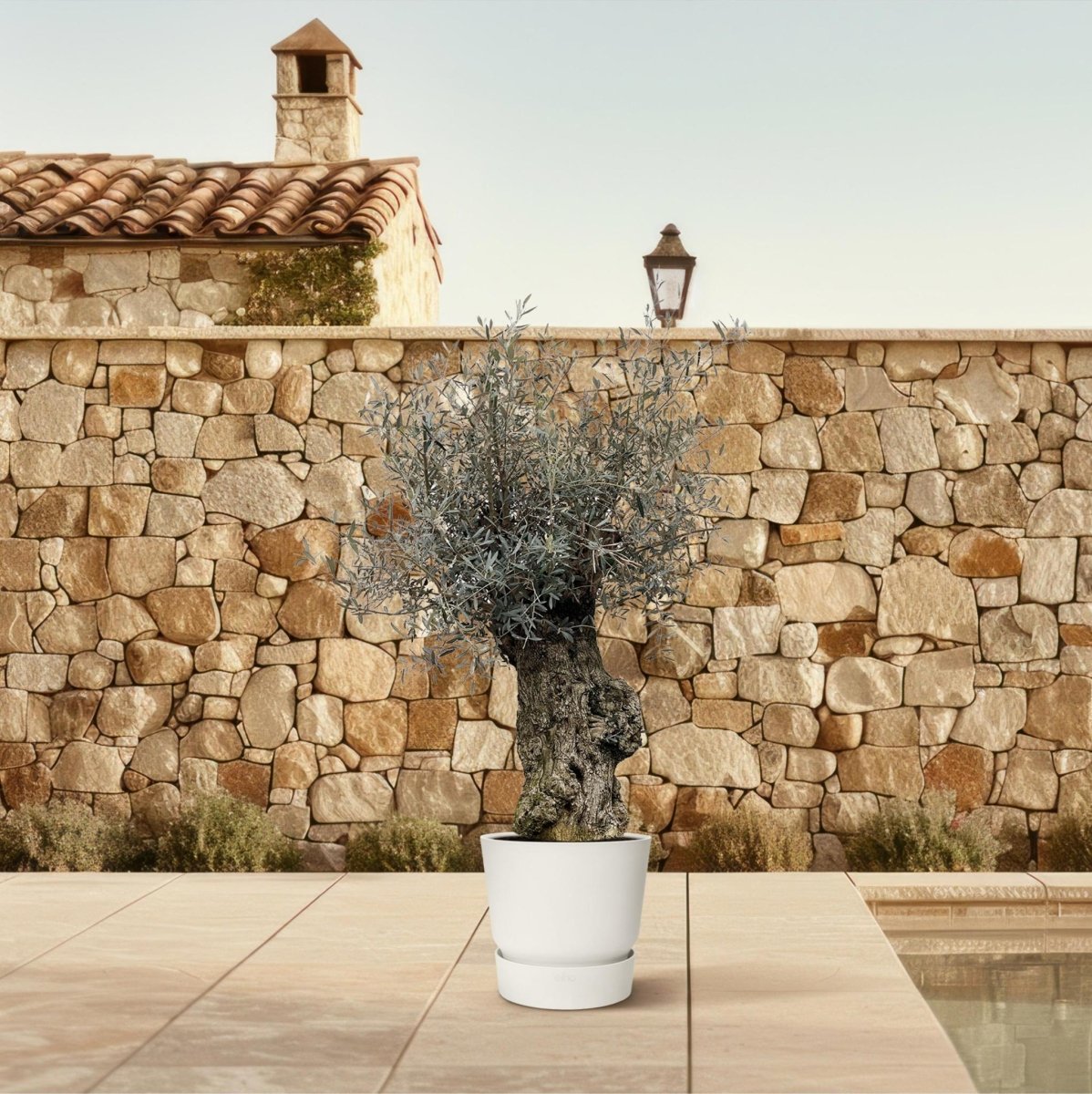 Olea Europaea Bonsai 3 - LushLeaf | Online planten bestellen