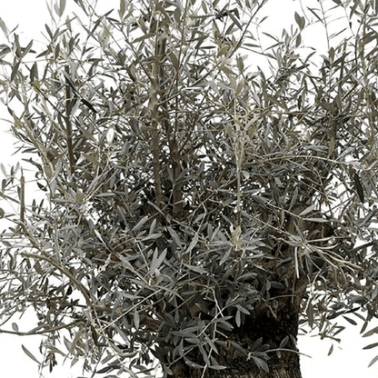 Olea Europaea Bonsai 2 - LushLeaf | Online planten bestellen