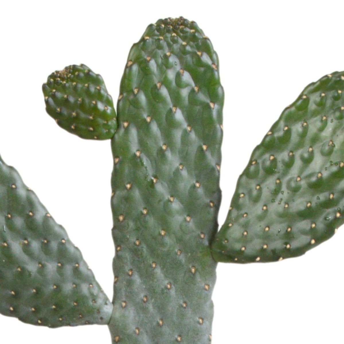 Opuntia consulea 3 - LushLeaf | Online planten bestellen