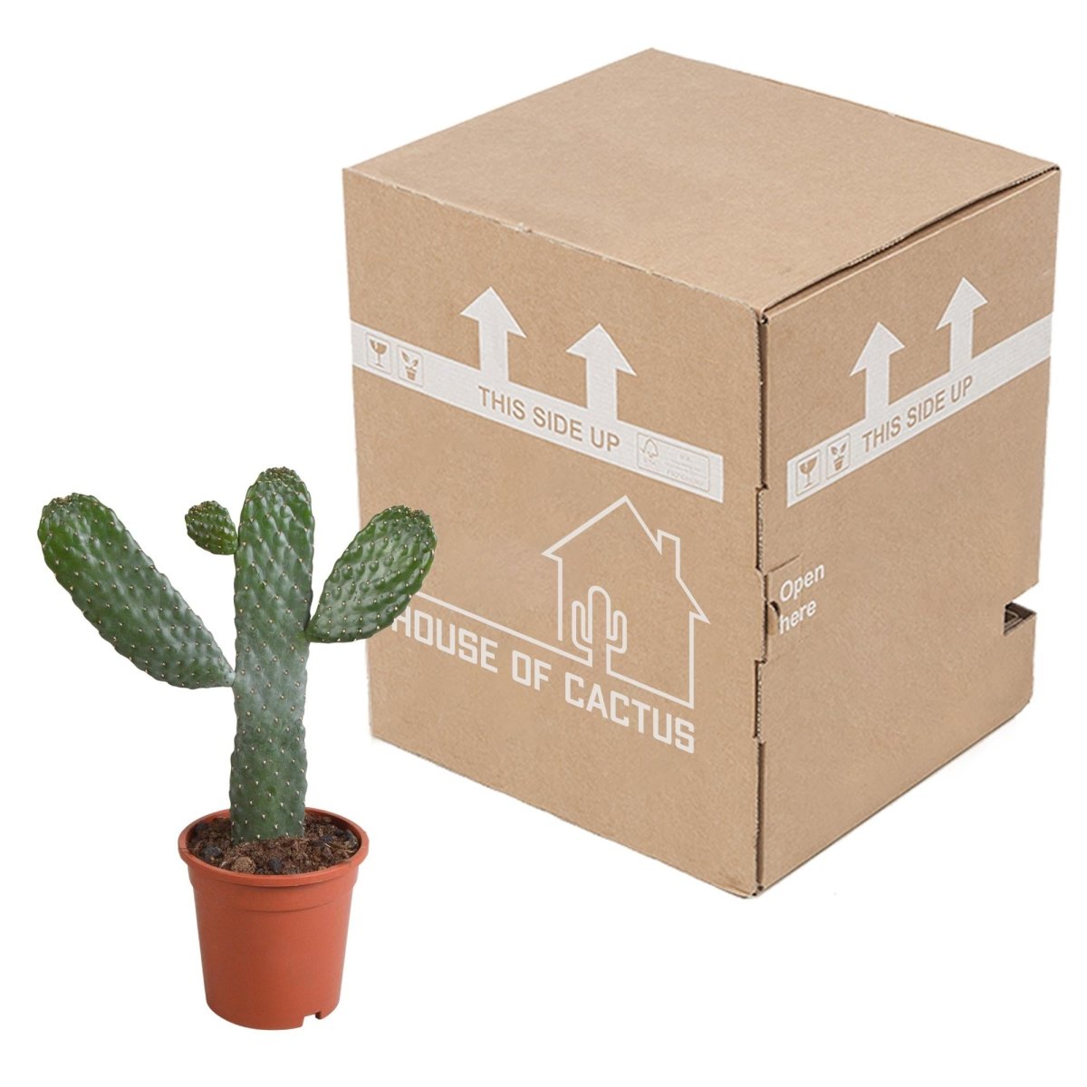 Opuntia consulea 2 - LushLeaf | Online planten bestellen