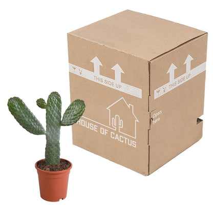 Opuntia consulea 2 - LushLeaf | Online planten bestellen