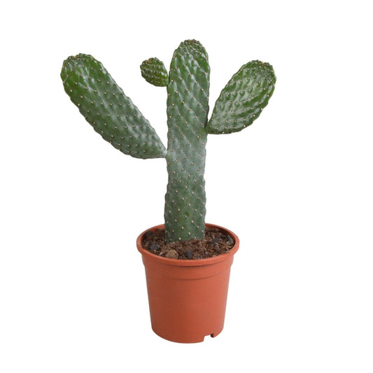 Opuntia consulea 1 - LushLeaf | Online planten bestellen