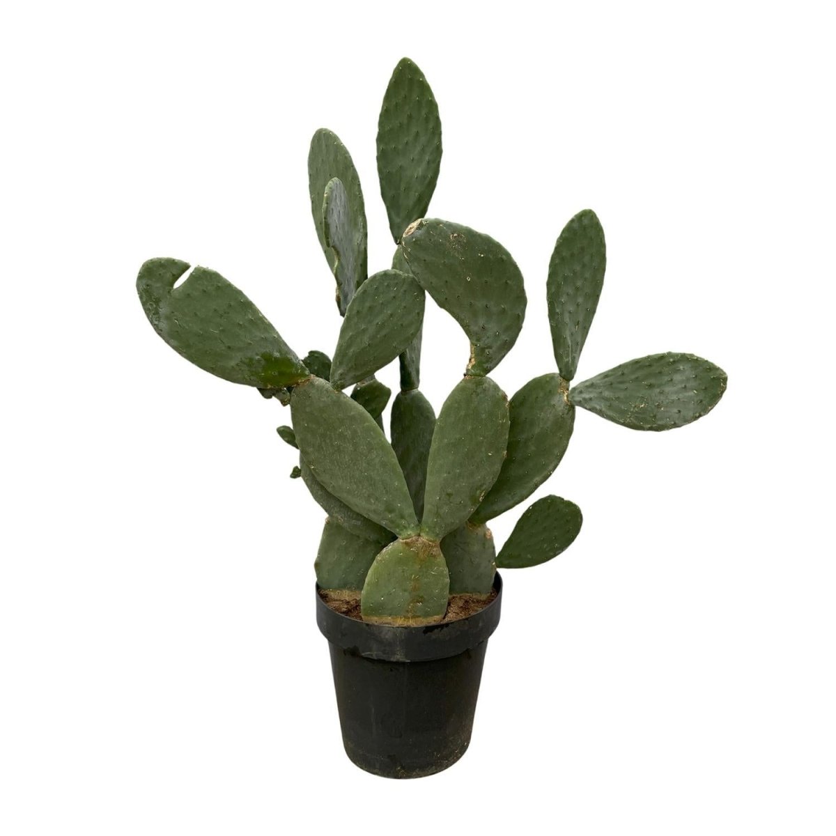 Opuntia Ficus Indica 1 - LushLeaf | Online planten bestellen