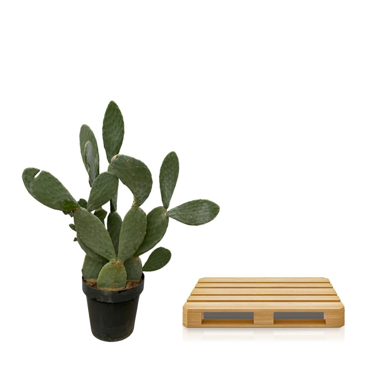 Opuntia Ficus Indica 5 - LushLeaf | Online planten bestellen
