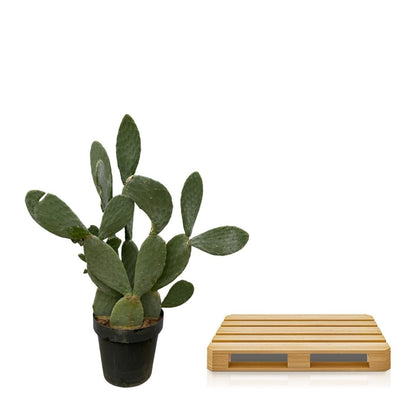 Opuntia Ficus Indica 5 - LushLeaf | Online planten bestellen