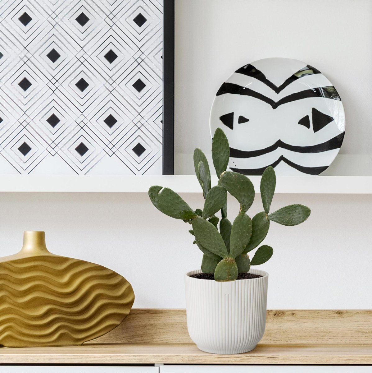 Opuntia Ficus Indica 3 - LushLeaf | Online planten bestellen