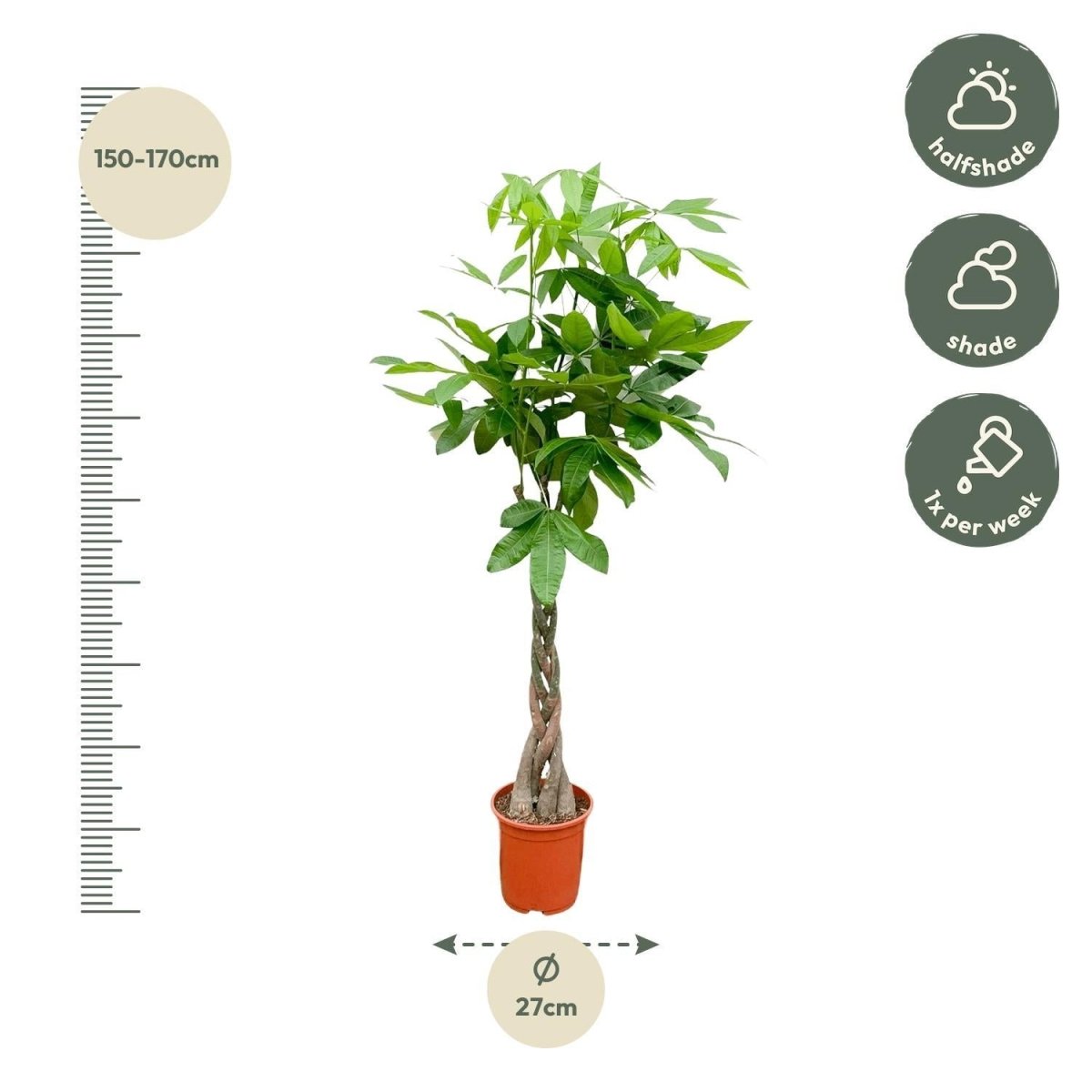 Pachira Aquatica 4 - LushLeaf | Online planten bestellen