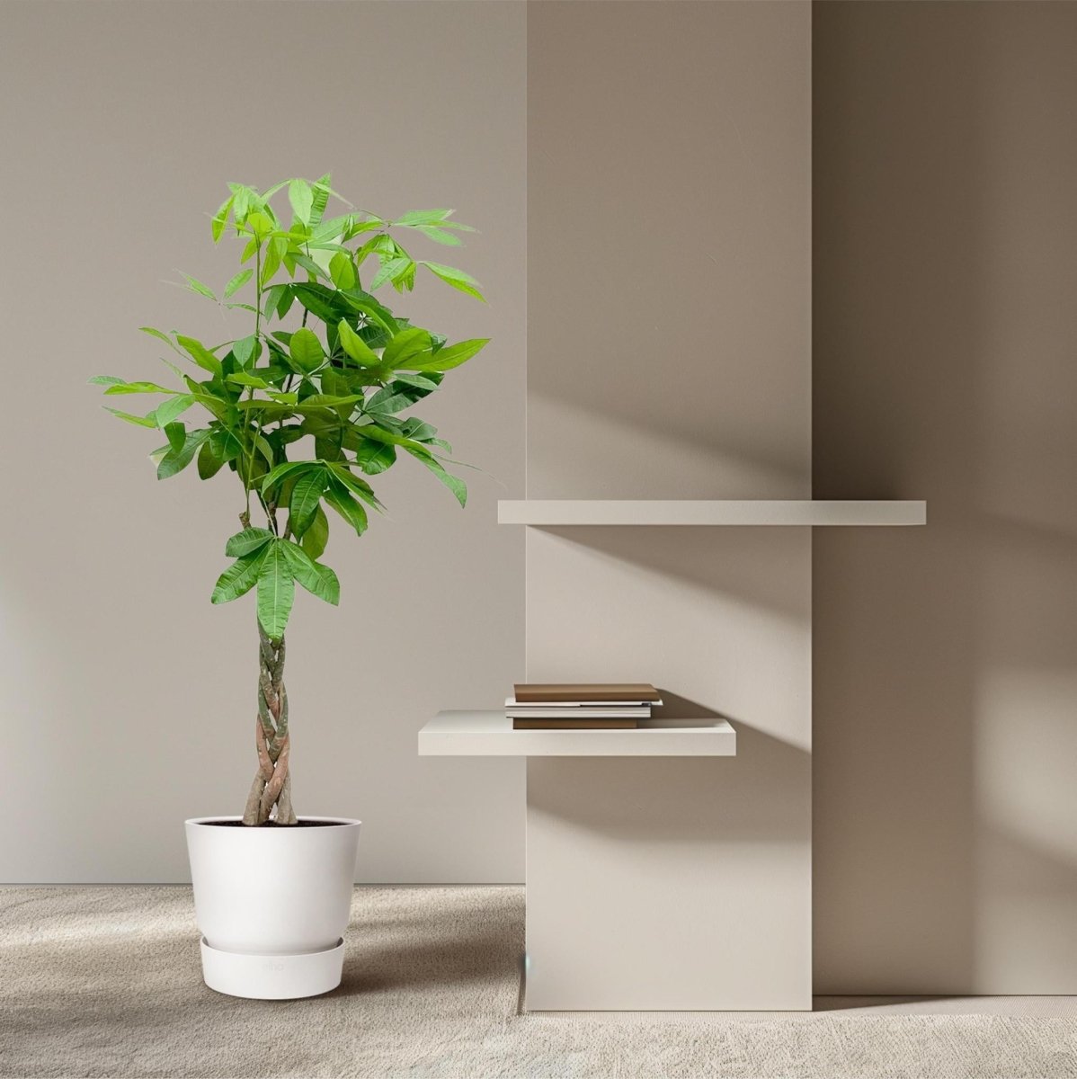 Pachira Aquatica 3 - LushLeaf | Online planten bestellen
