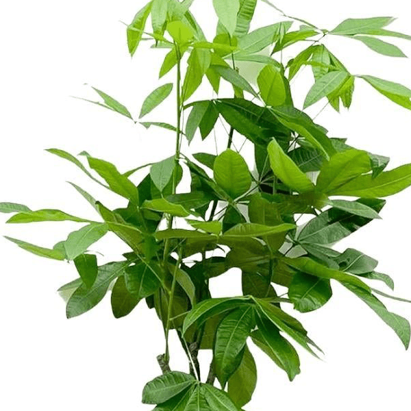 Pachira Aquatica 2 - LushLeaf | Online planten bestellen
