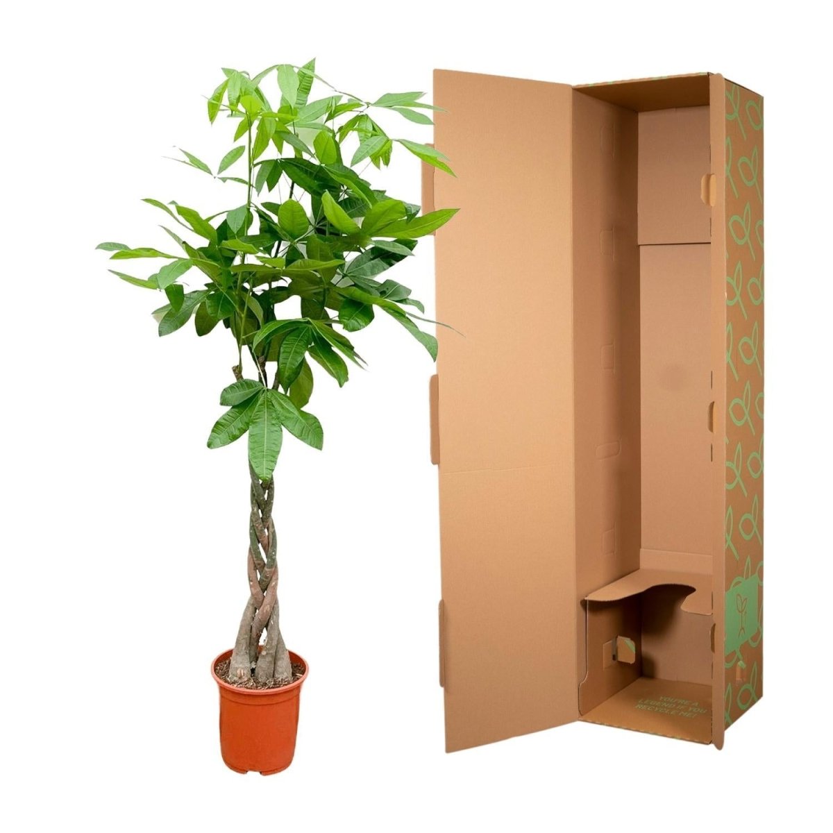Pachira Aquatica 5 - LushLeaf | Online planten bestellen