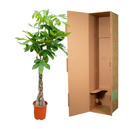 Pachira Aquatica 5 - LushLeaf | Online planten bestellen