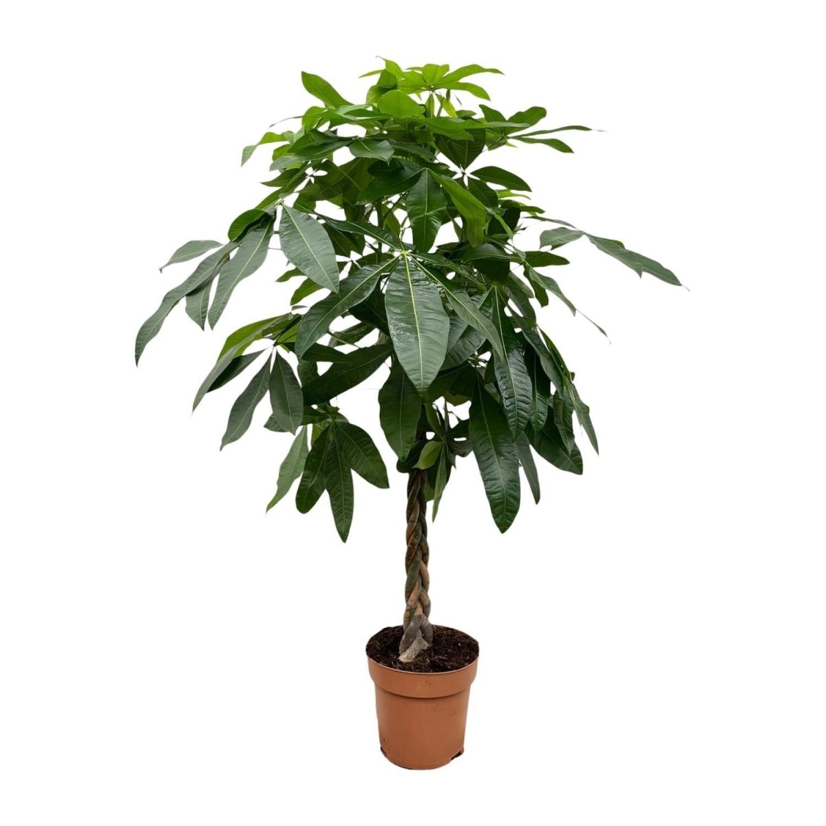 Pachira Aquatica 6 - LushLeaf | Online planten bestellen
