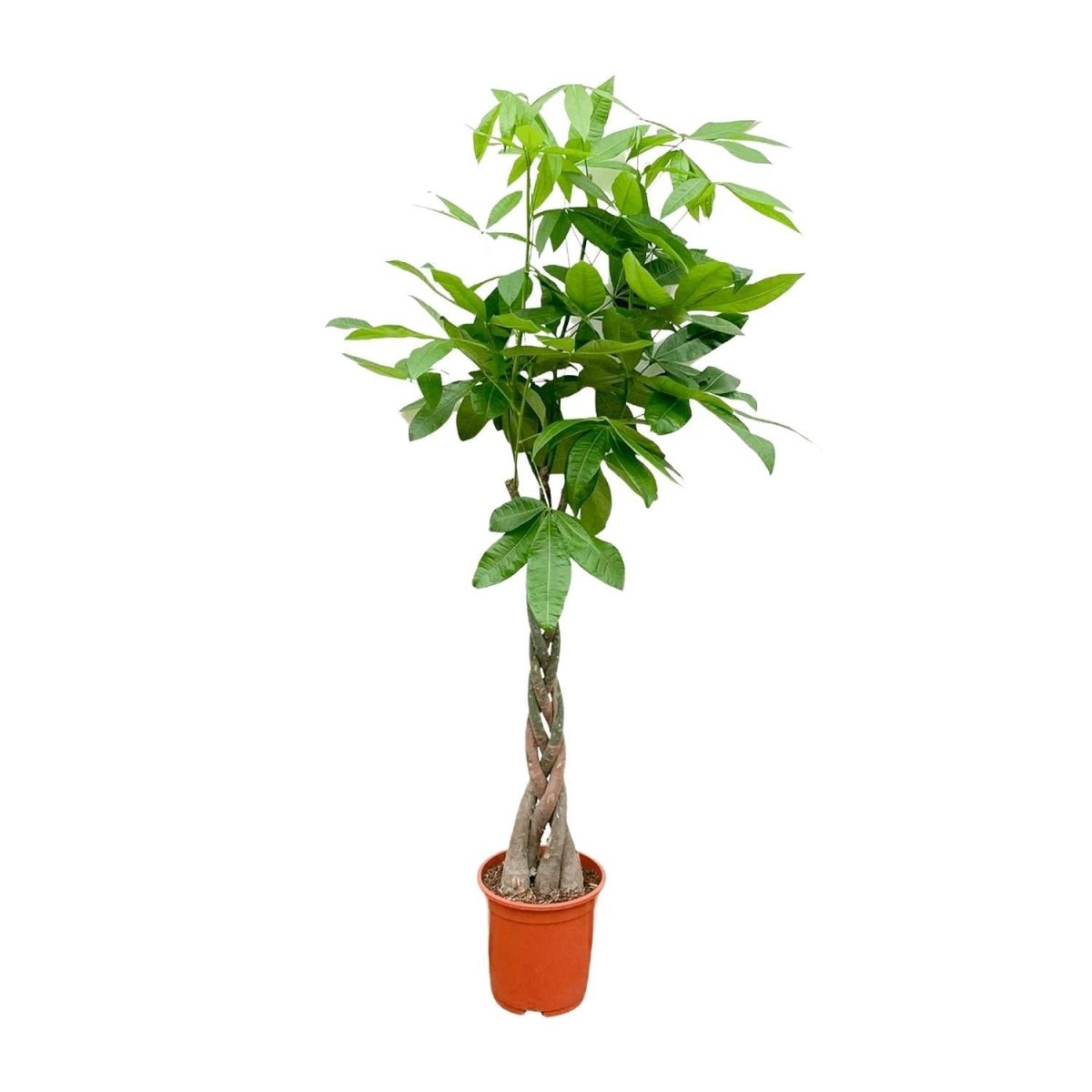 Pachira Aquatica 1 - LushLeaf | Online planten bestellen