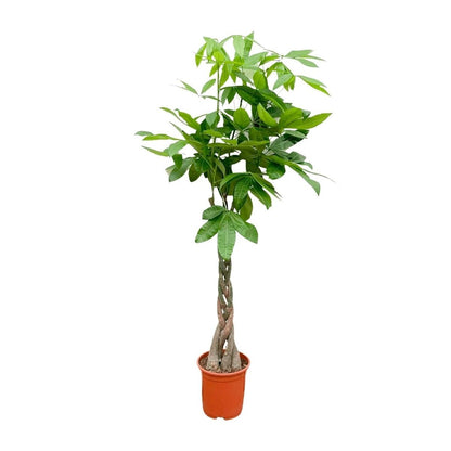 Pachira Aquatica 1 - LushLeaf | Online planten bestellen