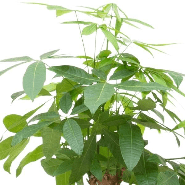 Pachira Aquatica Bonsai 2 - LushLeaf | Online planten bestellen