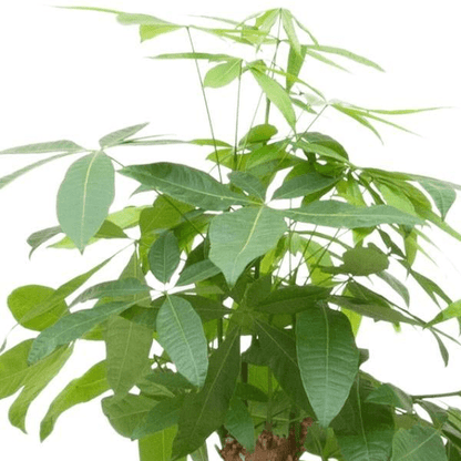 Pachira Aquatica Bonsai 2 - LushLeaf | Online planten bestellen