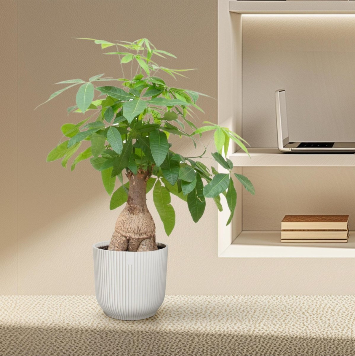 Pachira Aquatica Bonsai 3 - LushLeaf | Online planten bestellen