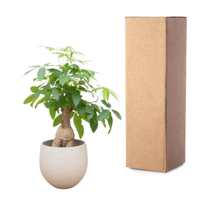 Pachira Aquatica Bonsai 5 - LushLeaf | Online planten bestellen