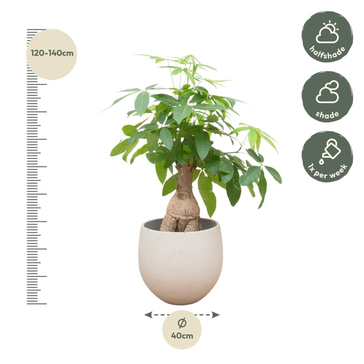 Pachira Aquatica Bonsai 4 - LushLeaf | Online planten bestellen