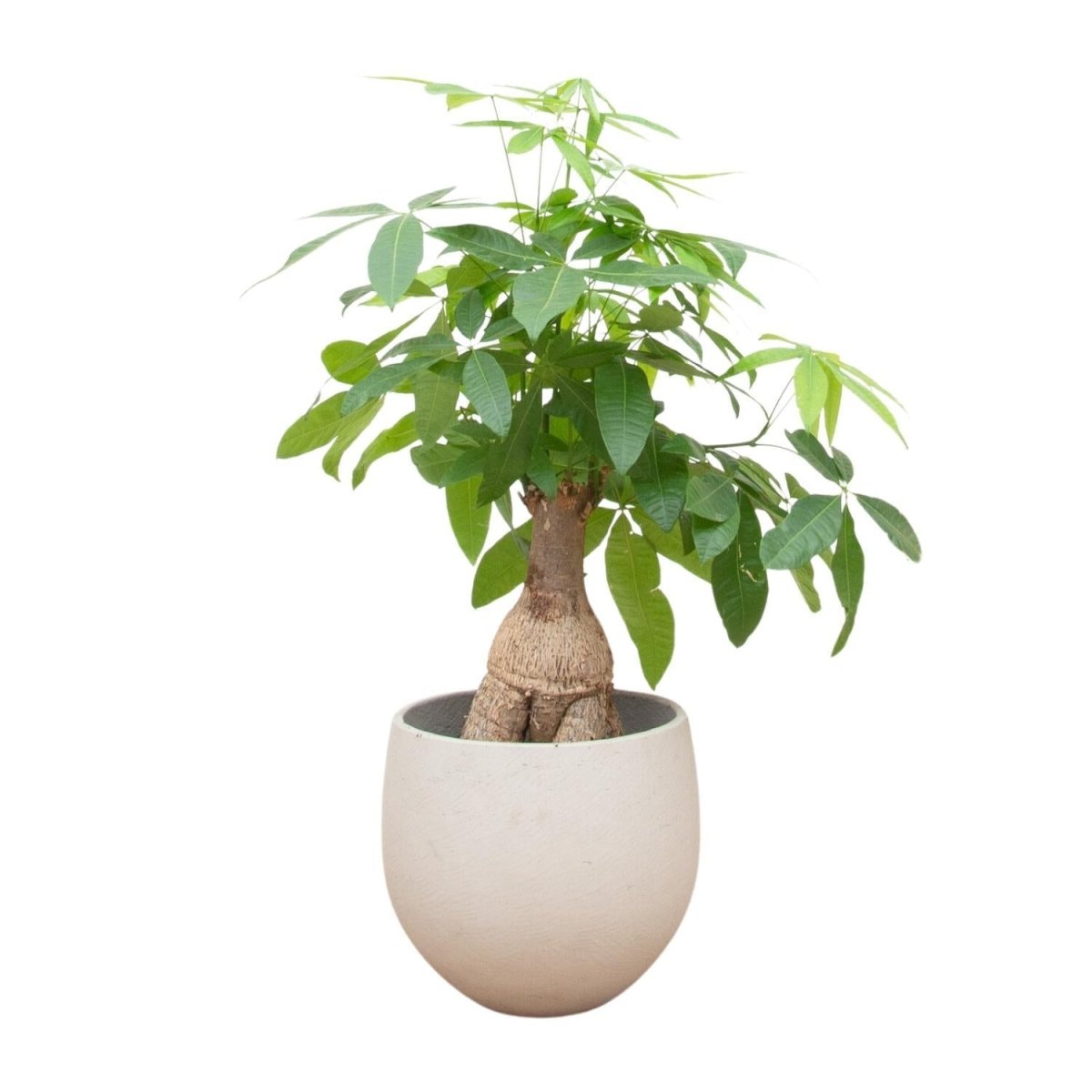 Pachira Aquatica Bonsai 1 - LushLeaf | Online planten bestellen