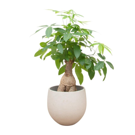 Pachira Aquatica Bonsai 1 - LushLeaf | Online planten bestellen
