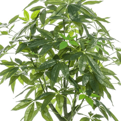 Pachira Aquatica - Geldboom | Kunstplant 2 - LushLeaf | Online planten bestellen