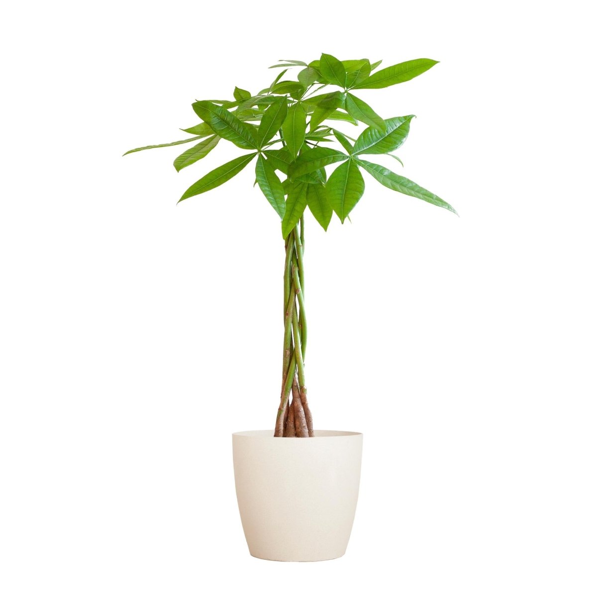 Pachira Aquatica met pot 5 - LushLeaf | Online planten bestellen