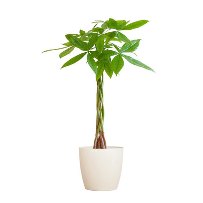 Pachira Aquatica met pot 5 - LushLeaf | Online planten bestellen
