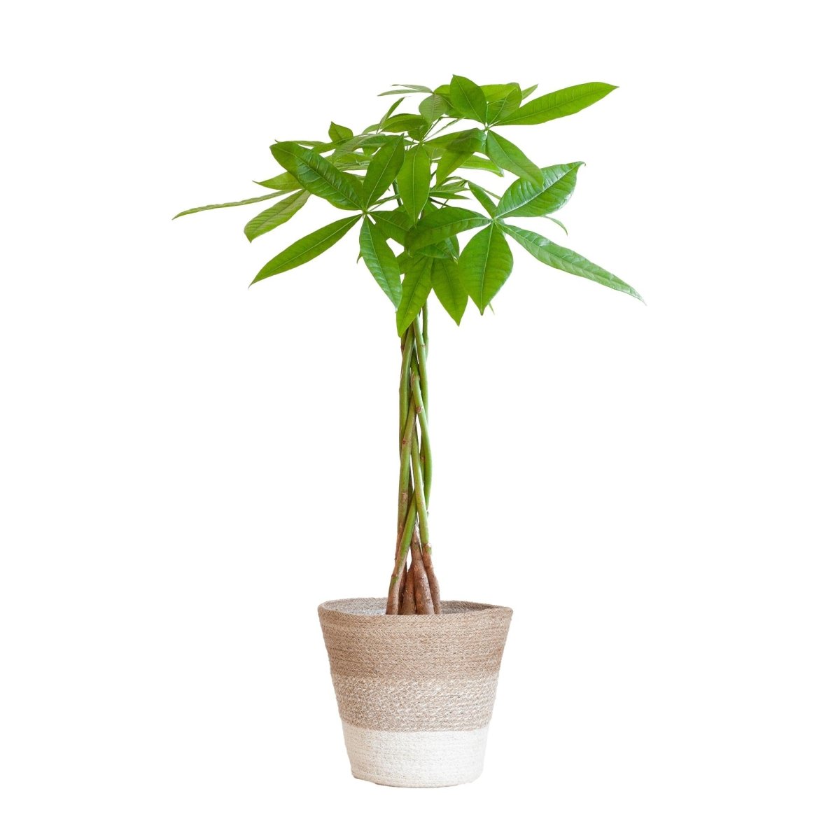 Pachira Aquatica met pot 1 - LushLeaf | Online planten bestellen