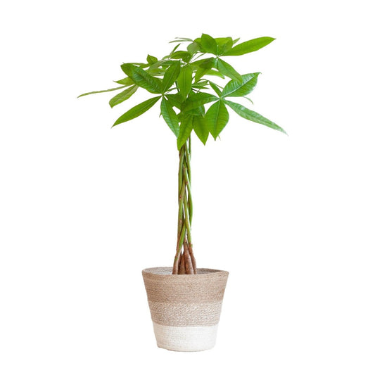 Pachira Aquatica met pot 1 - LushLeaf | Online planten bestellen