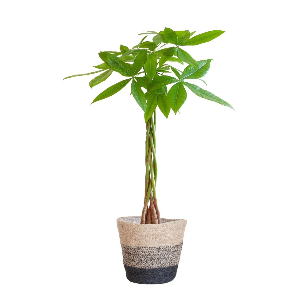 Pachira Aquatica met pot 3 - LushLeaf | Online planten bestellen