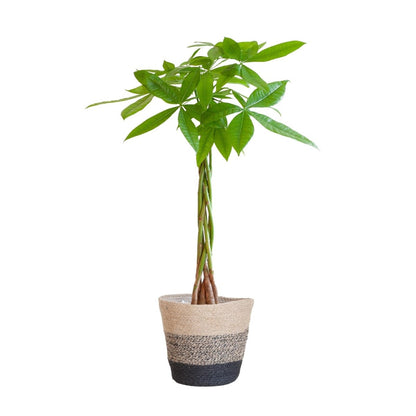 Pachira Aquatica met pot 3 - LushLeaf | Online planten bestellen