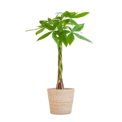 Pachira Aquatica met pot 4 - LushLeaf | Online planten bestellen