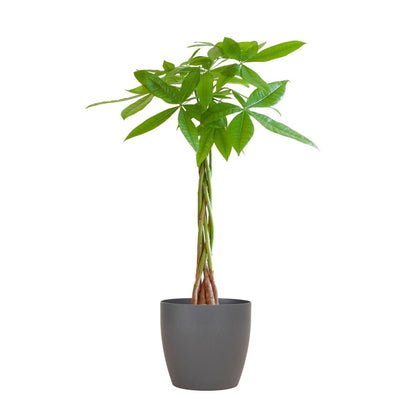 Pachira Aquatica met pot 6 - LushLeaf | Online planten bestellen