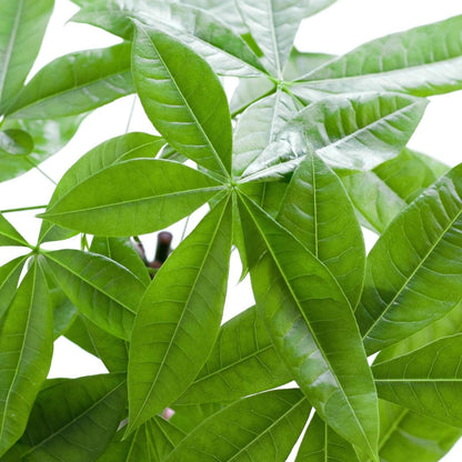 Pachira Aquatica met pot 2 - LushLeaf | Online planten bestellen