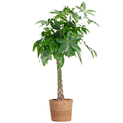Pachira Aquatica XL met Torun mand naturel 1 - LushLeaf | Online planten bestellen