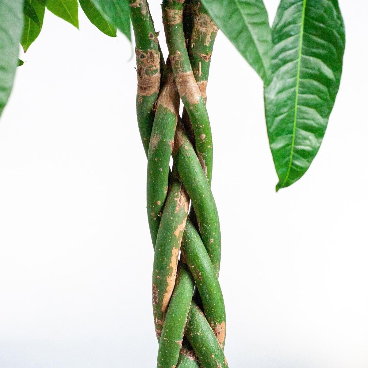 Pachira Aquatica XL met Torun mand naturel 5 - LushLeaf | Online planten bestellen