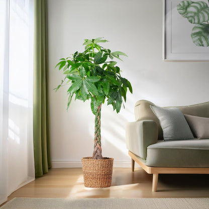 Pachira Aquatica XL met Torun mand naturel 4 - LushLeaf | Online planten bestellen