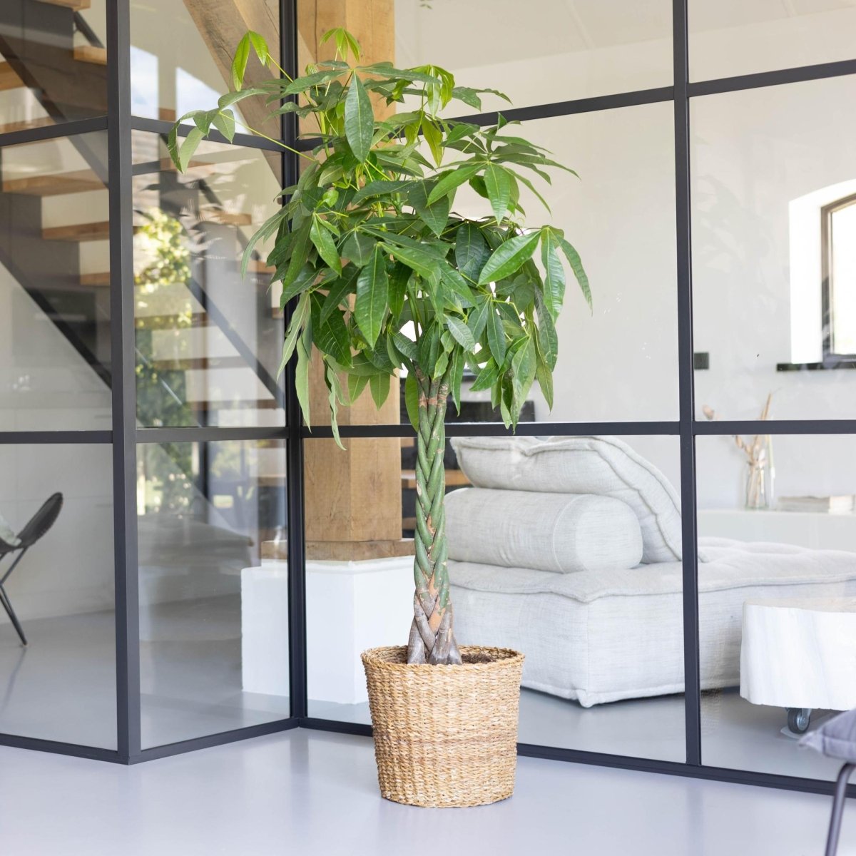Pachira Aquatica XL met Torun mand naturel 3 - LushLeaf | Online planten bestellen