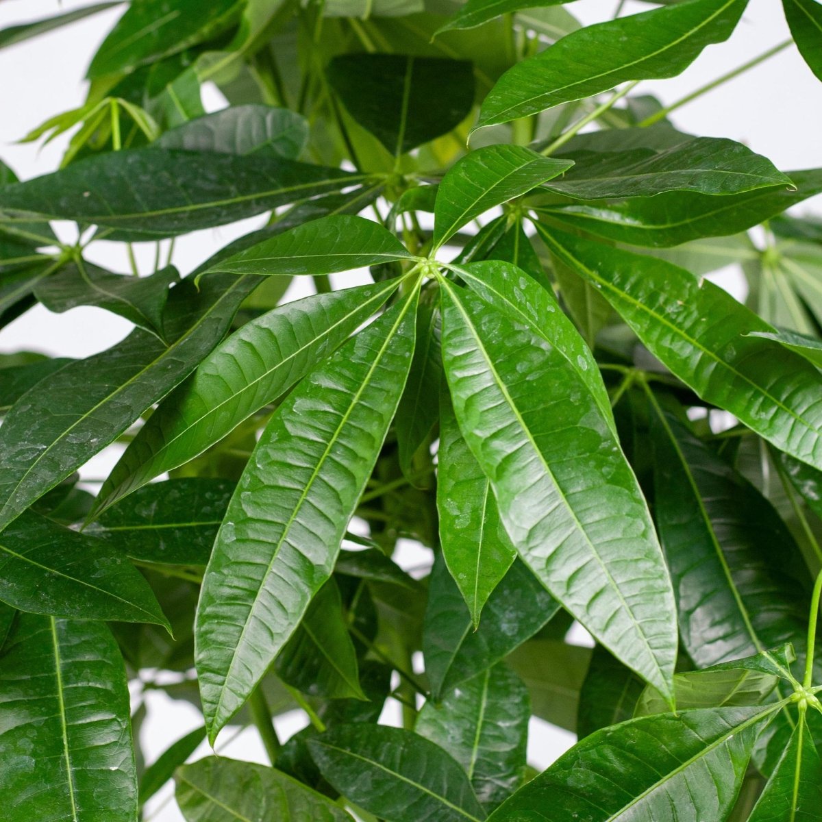 Pachira Aquatica XL met Torun mand naturel 2 - LushLeaf | Online planten bestellen