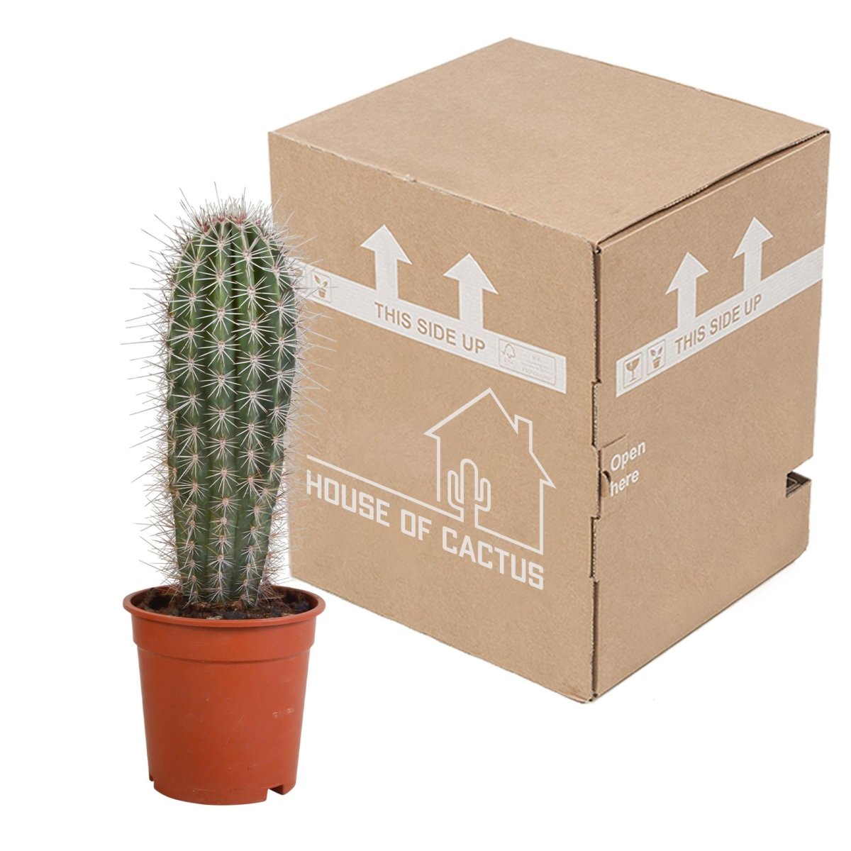 Pachycereus pringlei 3 - LushLeaf | Online planten bestellen