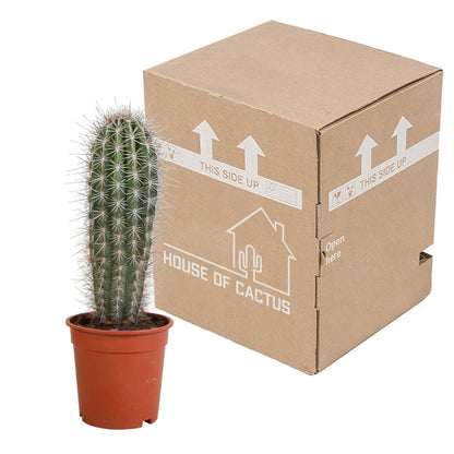 Pachycereus pringlei 3 - LushLeaf | Online planten bestellen