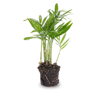 Parlour Palm | Terrarium plant 3 - LushLeaf | Online planten bestellen